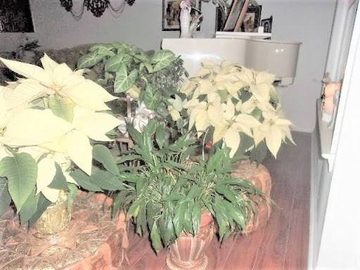 Florist «Radebaugh Florist and Greenhouses», reviews and photos, 120 Burke Ave, Towson, MD 21286, USA