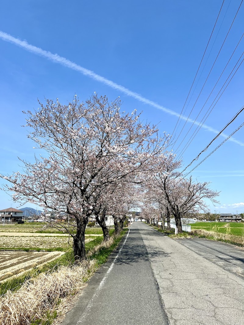 野洲市高木の桜並木