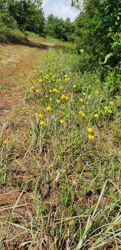 Nature Preserve «Triple Creek Nature Preserve», reviews and photos, 13112 Balm Boyette Rd, Riverview, FL 33579, USA