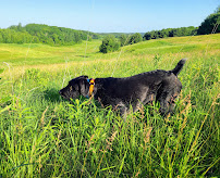 Bearded Gundogs - German Wirehaired Pointers, Dog Training and Boarding - Photo 8 - Car repair in Fall Creek, WI, Eau Claire