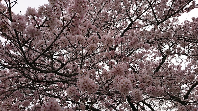 母校の桜