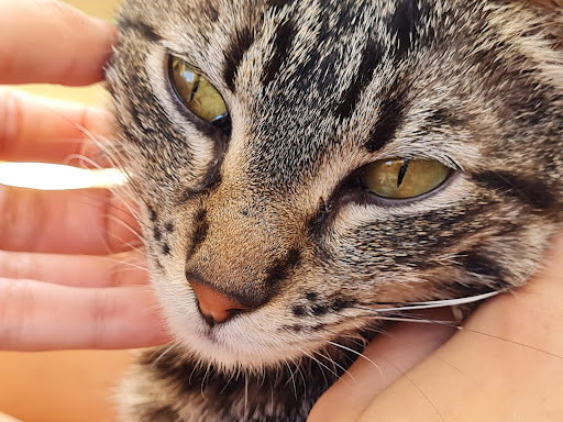 Lugares de adopcion de mascotas en Buenos Aires