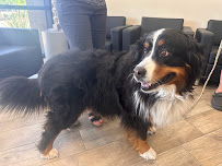 The Doggy Dreamland - Photo 7 - Car repair in Chandler, AZ, Chandler