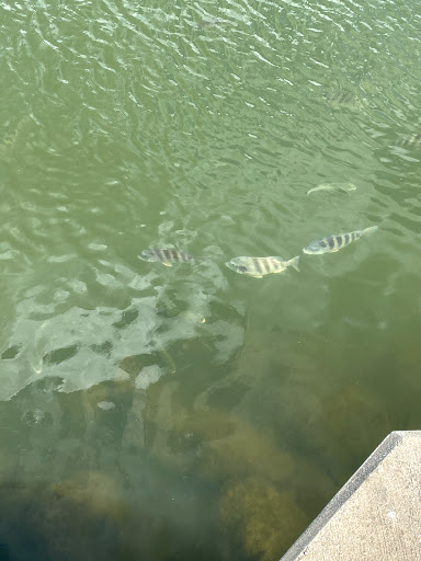 Marina «Fort Pierce City Marina», reviews and photos, 1 Avenue A, Fort Pierce, FL 34950, USA