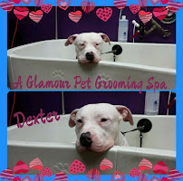 A Glamour Pet Grooming Spa - Photo 5 - Car repair in Union, NJ, Elizabeth