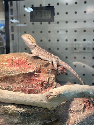 Pet Supply Store «PetSmart», reviews and photos, 1140 W Elliot Rd, Tempe, AZ 85284, USA