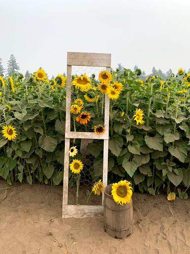 Pumpkin Patch «Rutledge Corn Maze LLC», reviews and photos, 302 93rd Ave SE, Olympia, WA 98501, USA