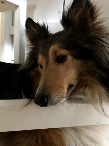 Pet Supply Store «Mud Bay», reviews and photos, 15105 Main St E, Sumner, WA 98390, USA