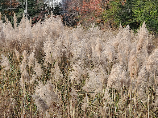 Tourist Attraction «Wetlands overlook park», reviews and photos, 4020 11th St, North Beach, MD 20714, USA