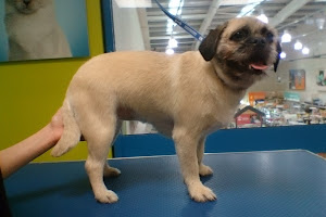 Pets at Home Middlesbrough