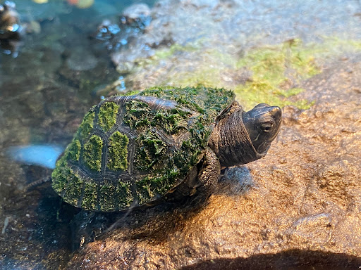 Pet Supply Store «Seascape Aquarium & Pet Center», reviews and photos, 2162 Gulf Gate Dr, Sarasota, FL 34231, USA