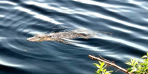 Park «Conservatory Park», reviews and photos, 8027 Conservatory Dr, Sarasota, FL 34243, USA