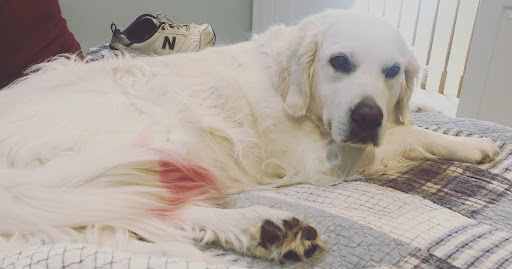 Dog Trainer «Suite Dog Daze», reviews and photos, 2090 Front St NE, Salem, OR 97301, USA