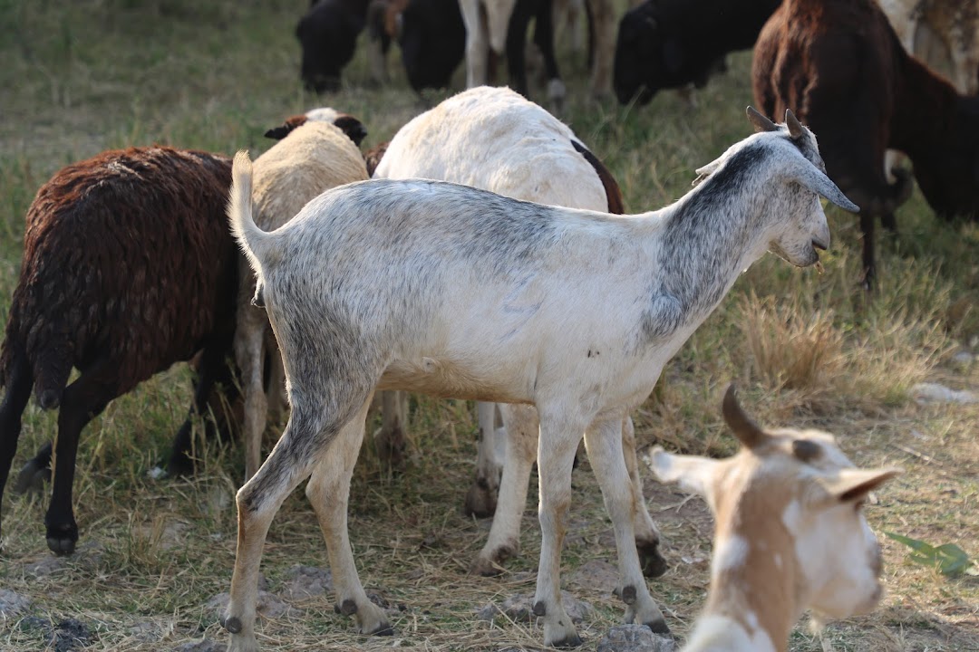 Mbuzziland farm and butcher - Mwanza