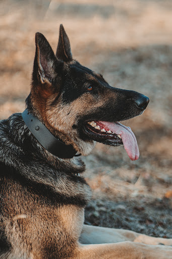 Sierra Canine Supply