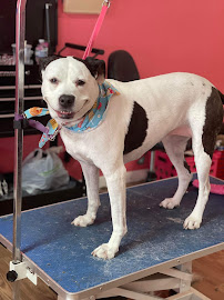 Dog Gone Clean - Photo 9 - Car repair in Round Lake, IL, Round Lake Beach
