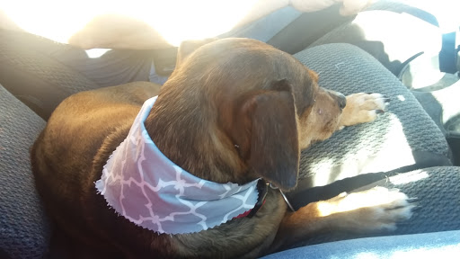 Pet Supply Store «Petco Animal Supplies», reviews and photos, 7303 Pinnacle Pkwy, Covington, LA 70433, USA