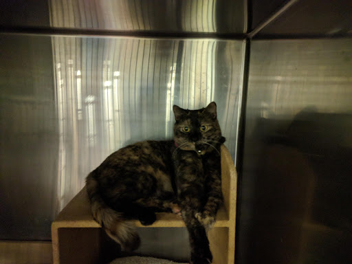 Pet Supply Store «PetSmart», reviews and photos, 1236 Greenbrier Pkwy, Chesapeake, VA 23320, USA