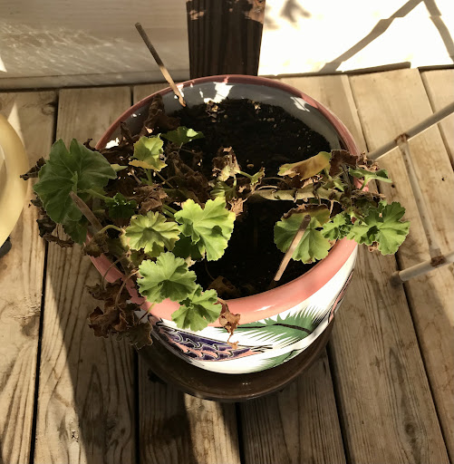 Hardware Store «Canyon Lake Ace Hardware», reviews and photos, 1150 FM2673, Canyon Lake, TX 78133, USA