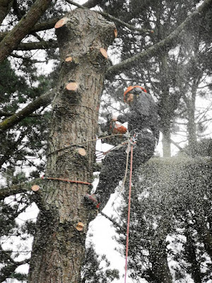 Le Goff élagage à Pluneret