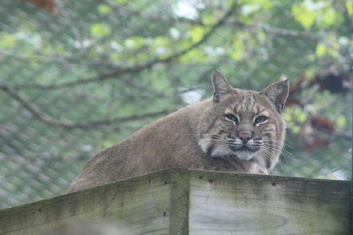 Zoo «Potawatomi Zoo», reviews and photos, 500 S Greenlawn Ave, South Bend, IN 46615, USA