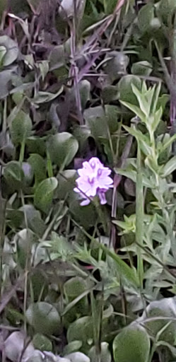 City Park «Palatlakaha Recreation Park», reviews and photos