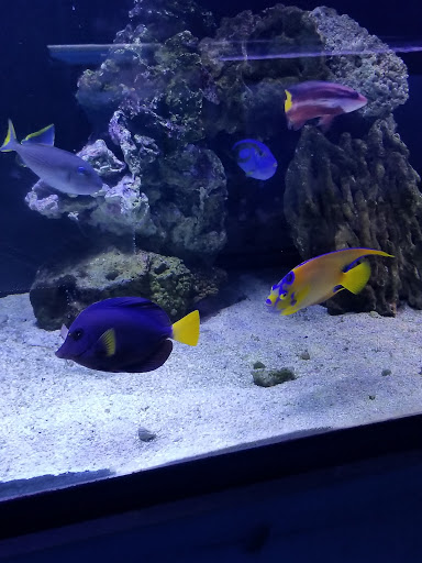 Tropical Fish Store «Ocean Gallery», reviews and photos, 980 US-22, North Plainfield, NJ 07060, USA