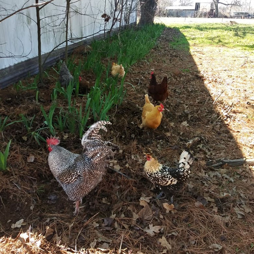 Animal Feed Store «Russell Feed & Supply», reviews and photos, 1312 NW Pkwy St, Azle, TX 76020, USA