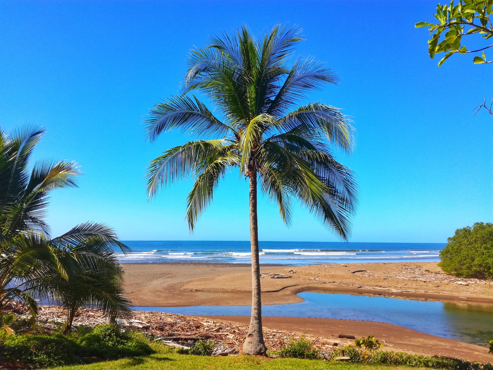 Corozalito Beach'in fotoğrafı vahşi alan
