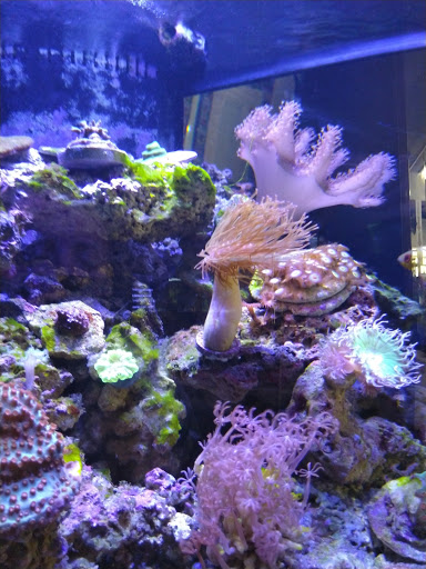 Aquarium «Sea Oddities», reviews and photos, 128 Broad St, Kingsport, TN 37660, USA