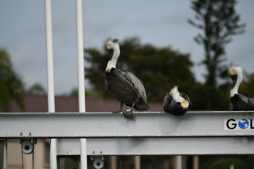 Museum «Mound House», reviews and photos, 451 Connecticut St, Fort Myers Beach, FL 33931, USA