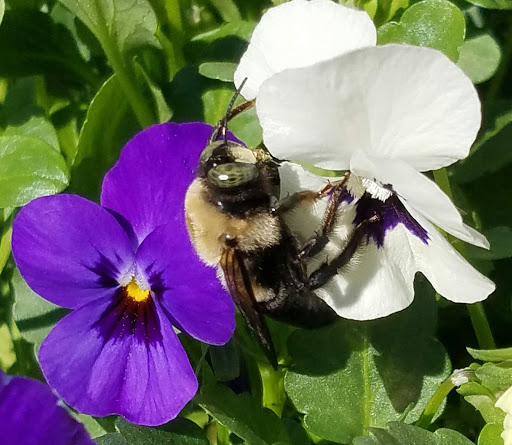 Home Improvement Store «The Home Depot», reviews and photos, 1510 Ring Rd, Elizabethtown, KY 42701, USA