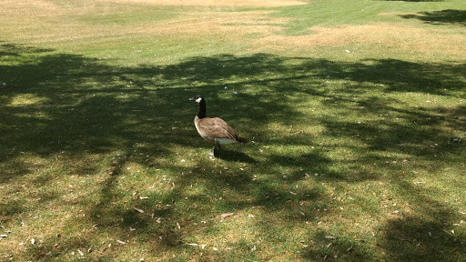 Golf Club «Bellair Golf Club», reviews and photos, 17233 N 45th Ave, Glendale, AZ 85308, USA