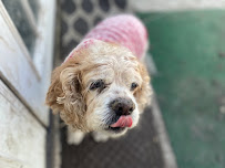 The Pariah Pack - Photo 9 - Car repair in San Antonio, TX, San Antonio