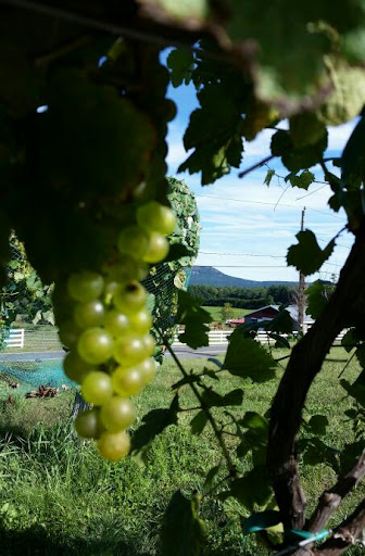 Vineyard «Black Birch Vineyard/ Black Birch Winery», reviews and photos, 108-109 Straits Rd, Hatfield, MA 01066, USA