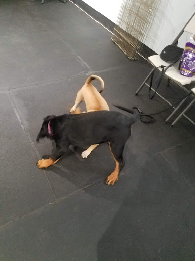 Dog Trainer «Calling All Dogs», reviews and photos, 6088 S Highland Dr, Holladay, UT 84121, USA