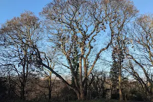 Shoe Tree image