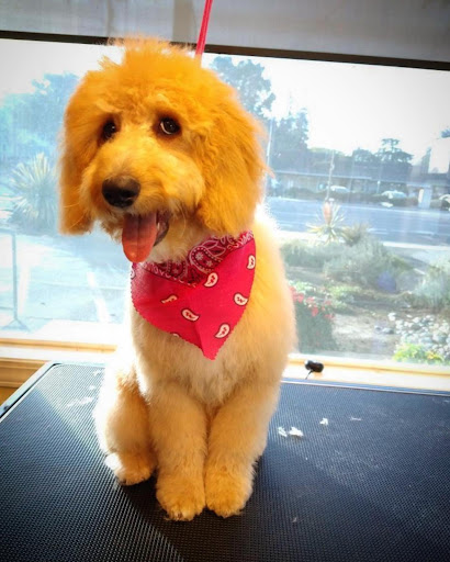 Silicon Valley Goldendoodles