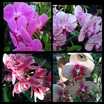 Photo n°10 de l'avis de Ing. fait le 10/01/2018 à 10:12 sur le  Hotel Porto Mare à Funchal