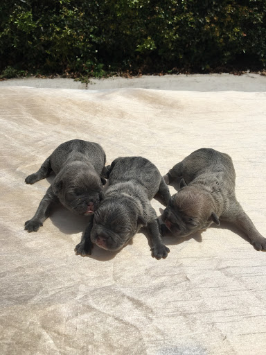 Tampa Blue French Bulldogs