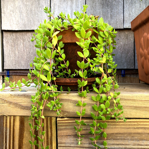 Wine Store «Brown Jug Wine Shop», reviews and photos, 1 Jarves St, Sandwich, MA 02563, USA