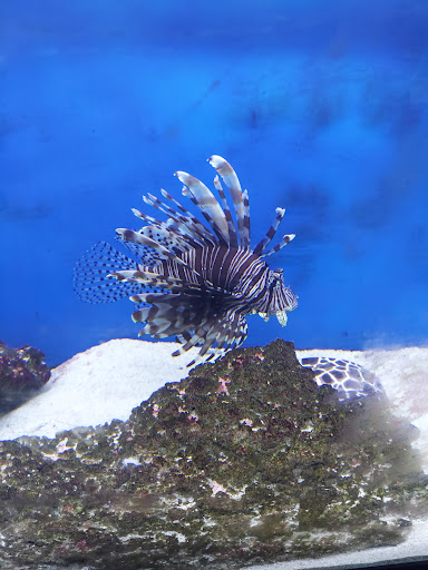 Pet Store «Pet Paradise», reviews and photos, 307 Kellam Rd, Virginia Beach, VA 23462, USA