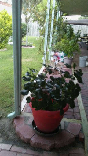 Discount Store «Dollar General», reviews and photos, 3007 Sugar Rd, Edinburg, TX 78539, USA