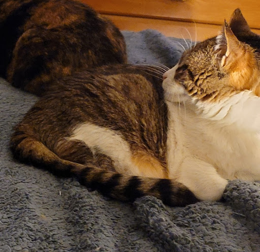 Northern Veterinary Clinic image