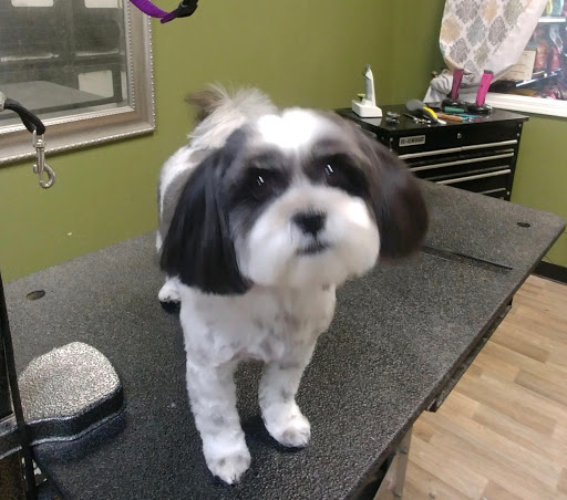 Pet Supply Store «EarthWise Pet Supply», reviews and photos, 3300 Hamilton Mill Rd #103, Buford, GA 30519, USA