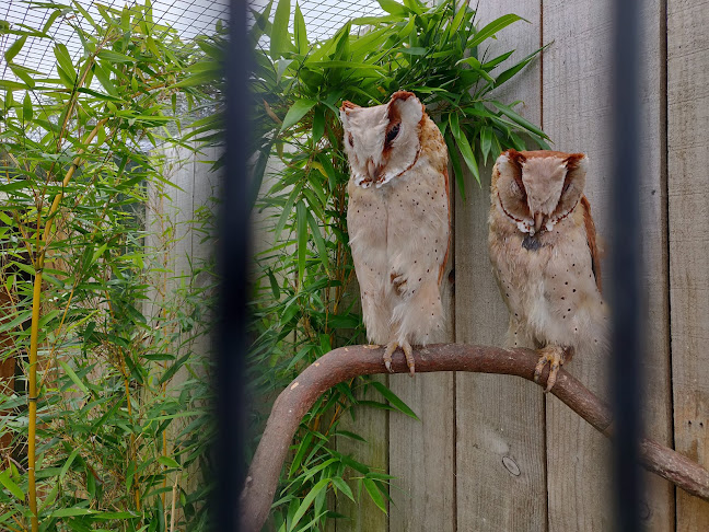 Comments and reviews of Scottish Owl Centre