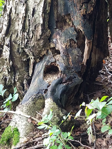 Nature Preserve «Beaver Meadow Audubon Center», reviews and photos, 1610 Welch Rd, Java Center, NY 14082, USA