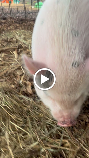 Farm «Warbington Farms (U-Pick Strawberries)», reviews and photos, 5555 Crow Rd, Cumming, GA 30041, USA