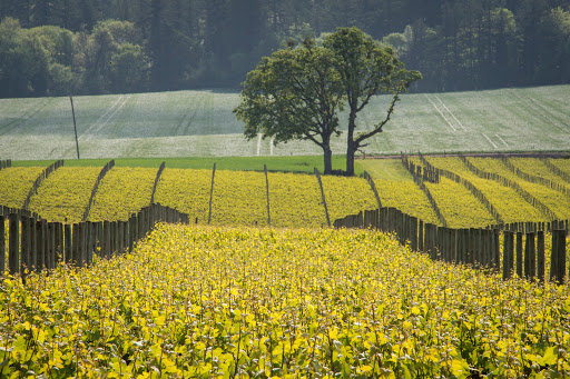 Winery «Argyle Winery», reviews and photos, 691 OR-99W, Dundee, OR 97115, USA