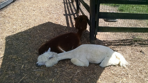 Farm «Tanglewood Farm Miniatures», reviews and photos, 171 Tanglewood Dr, Canton, GA 30115, USA